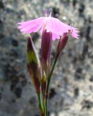 Fotografia da espécie Dianthus laricifolius subesp. laricifolius