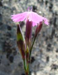 Dianthus laricifolius subesp. laricifolius