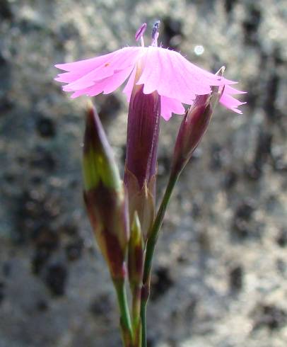 Fotografia de capa Dianthus laricifolius subesp. laricifolius - do Jardim Botânico