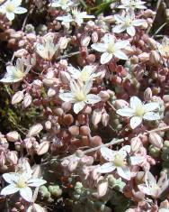 Fotografia da espécie Sedum brevifolium