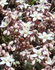 Sedum brevifolium