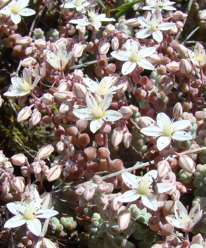 Fotografia de capa Sedum brevifolium - do Jardim Botânico