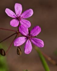 Fotografia da espécie Erodium malacoides