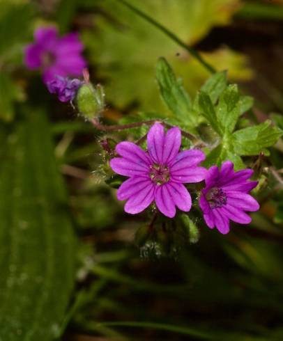 Fotografia de capa Geranium molle subesp. molle - do Jardim Botânico