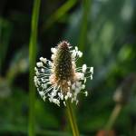 Fotografia 1 da espécie Plantago lanceolata do Jardim Botânico UTAD