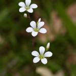 Fotografia 1 da espécie Saxifraga granulata do Jardim Botânico UTAD