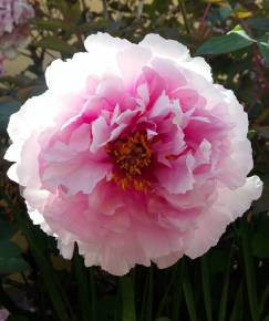 Fotografia da espécie Paeonia officinalis