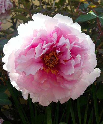 Fotografia de capa Paeonia officinalis subesp. microcarpa - do Jardim Botânico