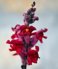 Fotografia da espécie Antirrhinum majus