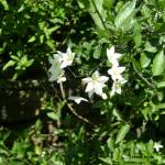 Fotografia 1 da espécie Solanum laxum do Jardim Botânico UTAD