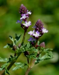 Verbena supina