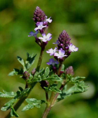 Fotografia de capa Verbena supina - do Jardim Botânico