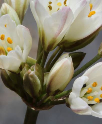 Fotografia de capa Allium massaessylum - do Jardim Botânico