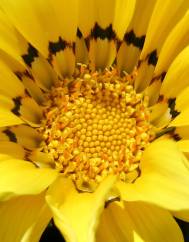 Gazania rigens