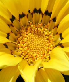 Fotografia da espécie Gazania rigens