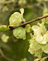 Fotografia da espécie Ulmus minor