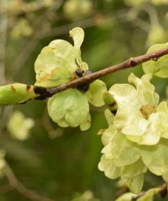 Fotografia da espécie Ulmus minor