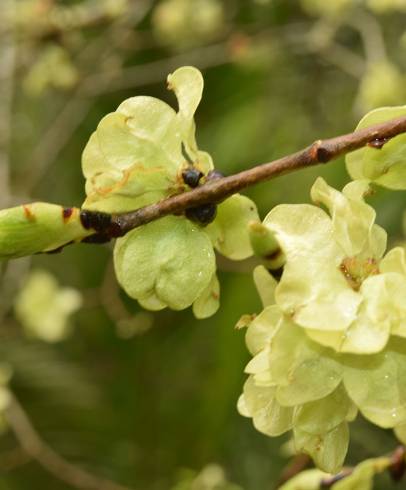 Fotografia de capa Ulmus minor - do Jardim Botânico