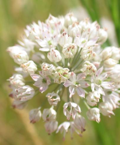 Fotografia de capa Allium schmitzii - do Jardim Botânico