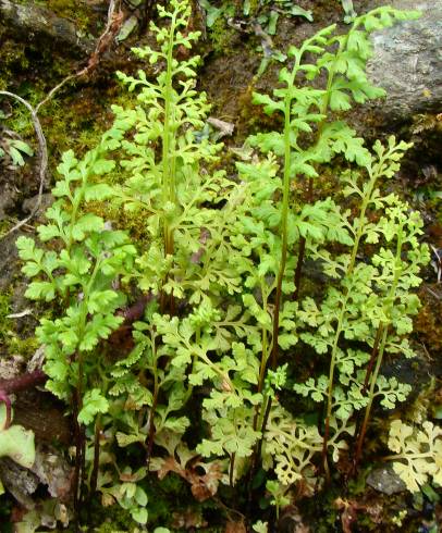 Fotografia de capa Anogramma leptophylla - do Jardim Botânico