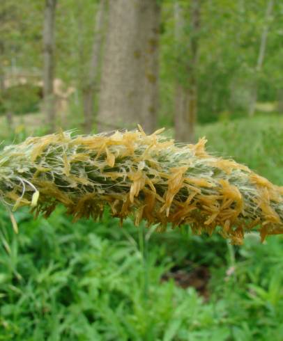Fotografia de capa Anthoxanthum amarum - do Jardim Botânico
