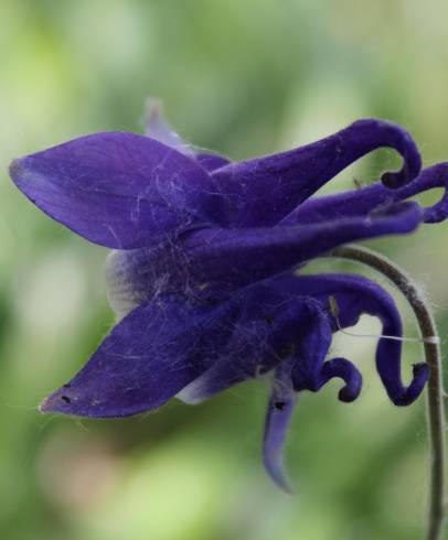 Fotografia de capa Aquilegia vulgaris subesp. dichroa - do Jardim Botânico