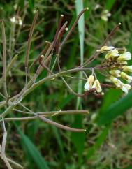 Arabidopsis thaliana