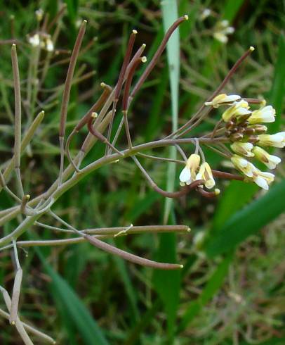 Fotografia de capa Arabidopsis thaliana - do Jardim Botânico