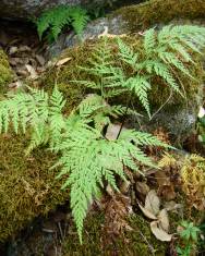 Fotografia da espécie Asplenium onopteris