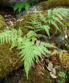 Fotografia da espécie Asplenium onopteris