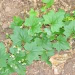 Fotografia 7 da espécie Bryonia dioica do Jardim Botânico UTAD