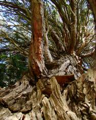 Fotografia da espécie Calocedrus decurrens