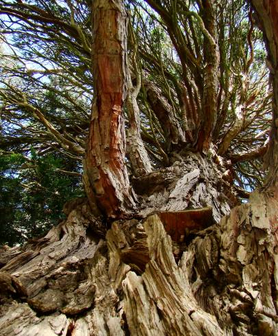 Fotografia de capa Calocedrus decurrens - do Jardim Botânico