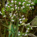 Fotografia 1 da espécie Centranthus calcitrapae subesp. calcitrapae do Jardim Botânico UTAD