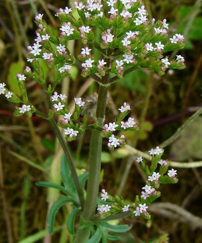 Fotografia de capa Centranthus calcitrapae subesp. calcitrapae - do Jardim Botânico