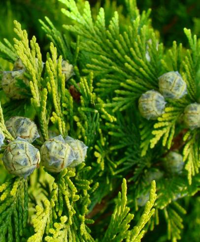 Fotografia de capa Chamaecyparis lawsoniana - do Jardim Botânico