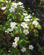 Fotografia da espécie Cistus populifolius subesp. populifolius