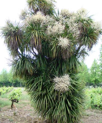 Fotografia de capa Cordyline australis - do Jardim Botânico