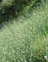 Crambe hispanica subesp. glabrata