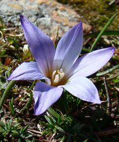 Fotografia da espécie Crocus carpetanus