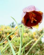 Fotografia da espécie Fritillaria lusitanica var. lusitanica