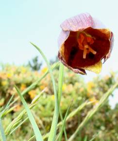 Fotografia da espécie Fritillaria lusitanica