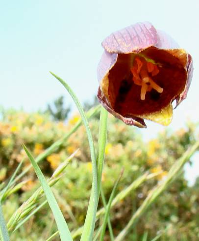 Fotografia de capa Fritillaria lusitanica var. lusitanica - do Jardim Botânico