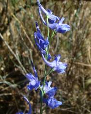 Fotografia da espécie Delphinium halteratum subesp. verdunense