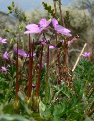 Erodium aethiopicum