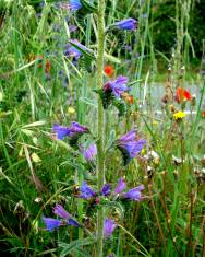 Fotografia da espécie Echium tuberculatum