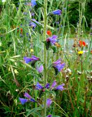 Echium tuberculatum