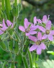 Fotografia da espécie Erodium moschatum