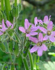 Erodium moschatum