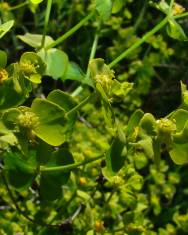 Fotografia da espécie Euphorbia segetalis var. segetalis